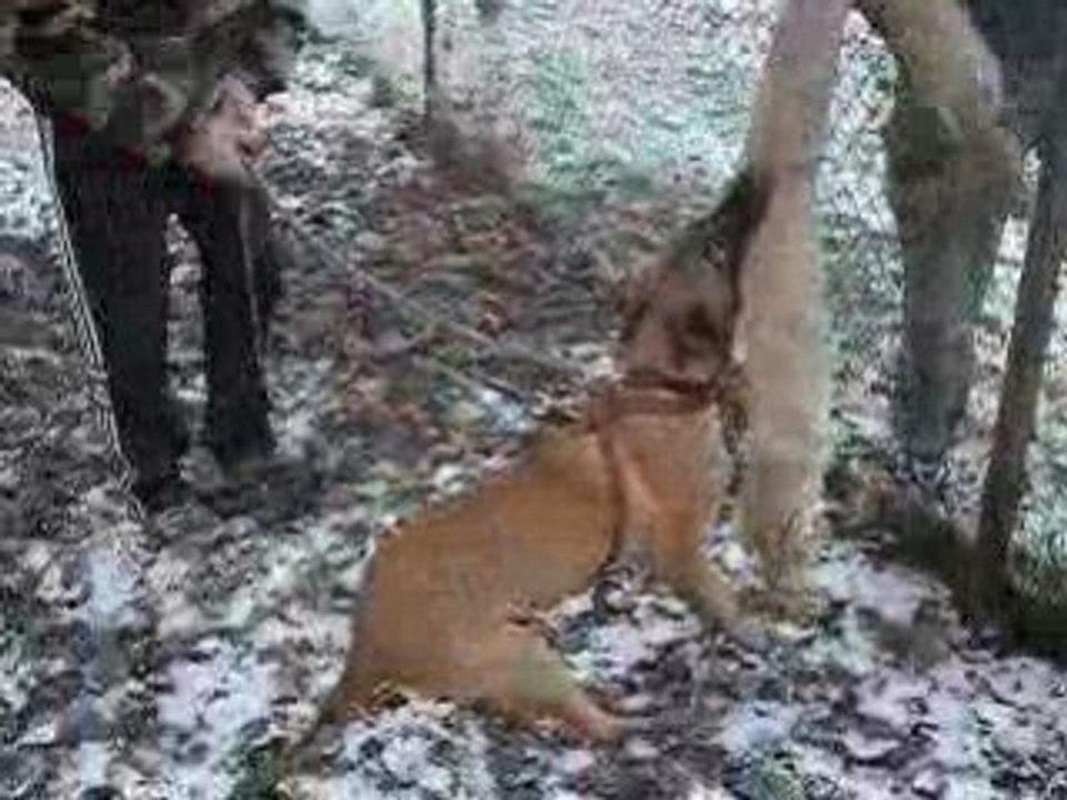 Video dalton10