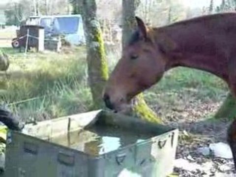 10 janvier 2009 lord a la longe 037