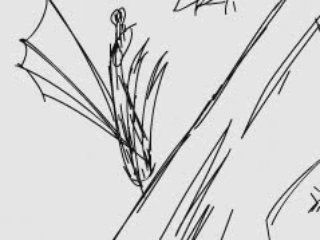 vol d'insecte