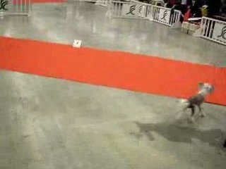 Chien chinois paris dog show 2