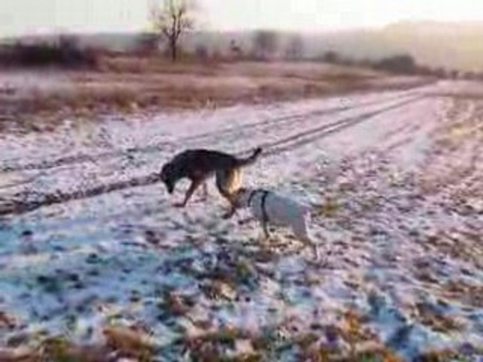 entre chien et loup