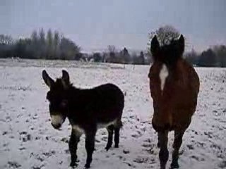 Les loulous dans la neige =D