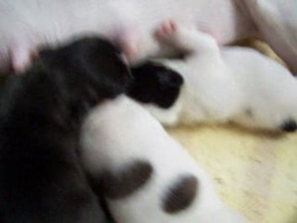 bouldogue entrain de tétée