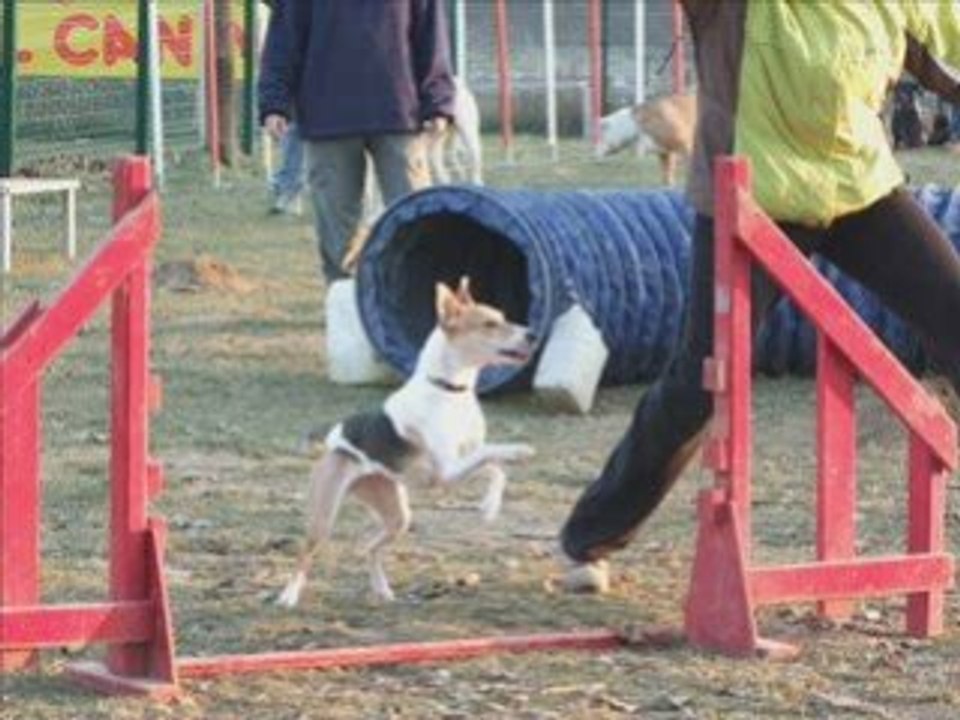 Séance d'agility 10 jan 09
