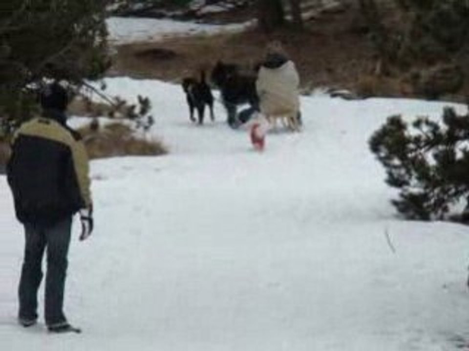 Luge