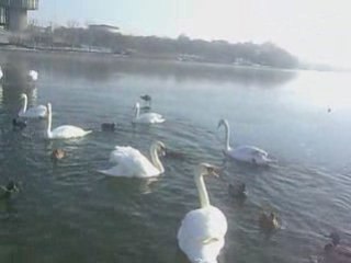 Les cygnes du lac gelé