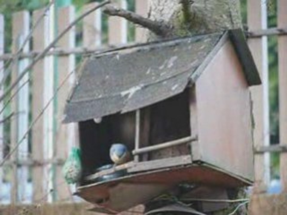 Nature Velars 11 Janvier 2009