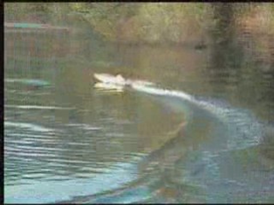 Offshore rc agitator avec eagletree 150A=coupures