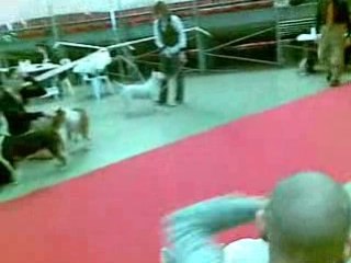 PDS 2009 bull terrier femelle intermédiaire 1