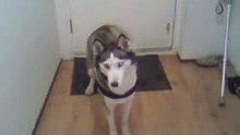 Laika thuis