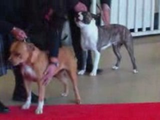 paris dog show 2009 classe ouverte femelle