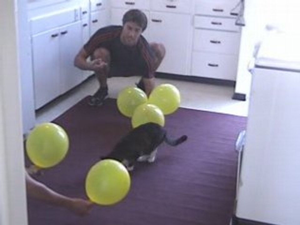 Cat "Jasmine" Get's Punk'd.... SO Funny!!