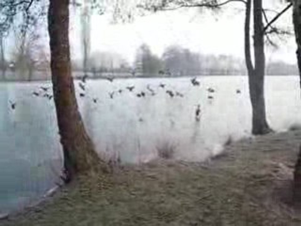 Bison 3 + pain VS canards sur glace