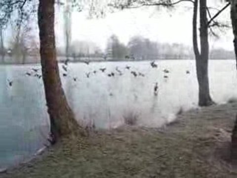 Bison 3 + pain VS canards sur glace