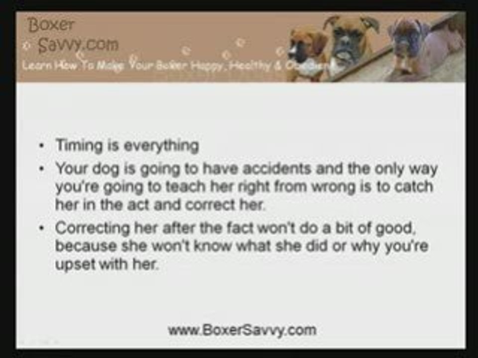 How To Train A Boxer Dog To Eliminate Properly