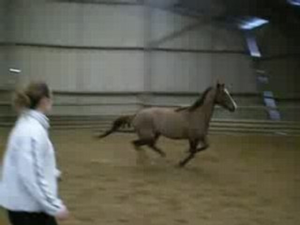 advent saut