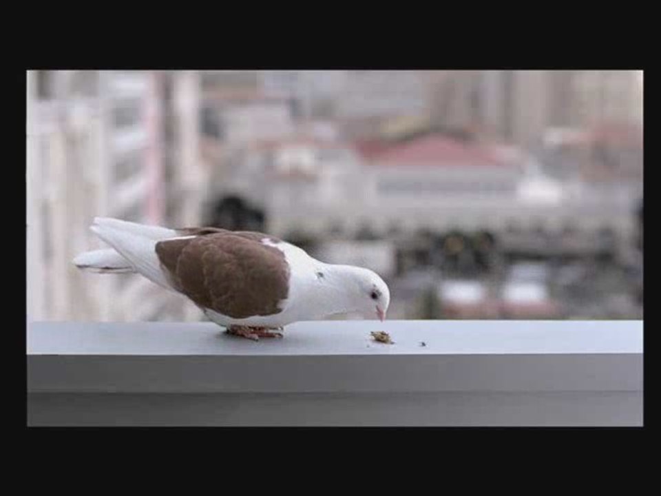 NESTLE PIGEON