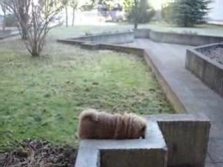 le 12 janvier 2009 bientôt 3 mois et déjà 10 kg