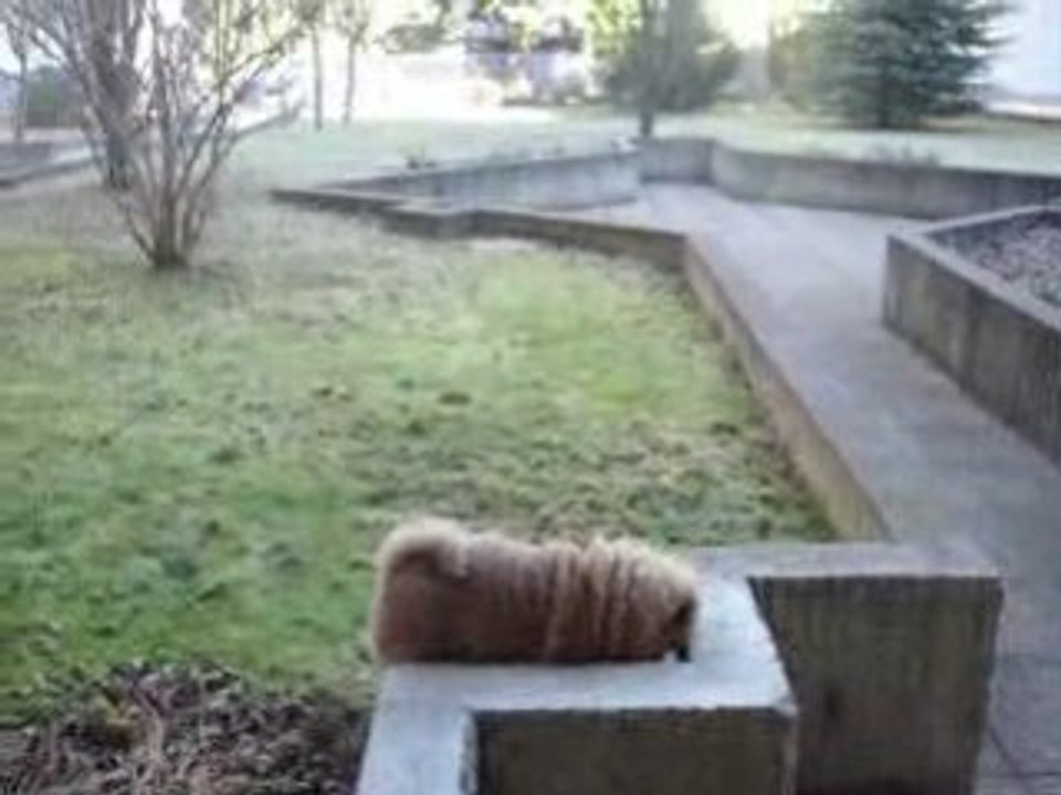 le 12 janvier 2009 bientôt 3 mois et déjà 10 kg