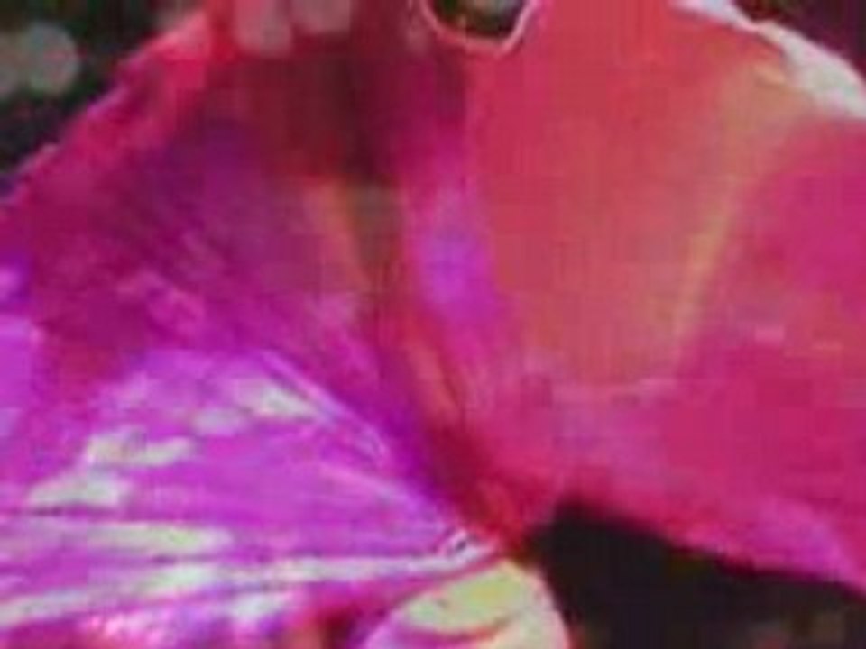 1001 nuits Bellydance Egypt - 1001 nuits danse orientale Egy