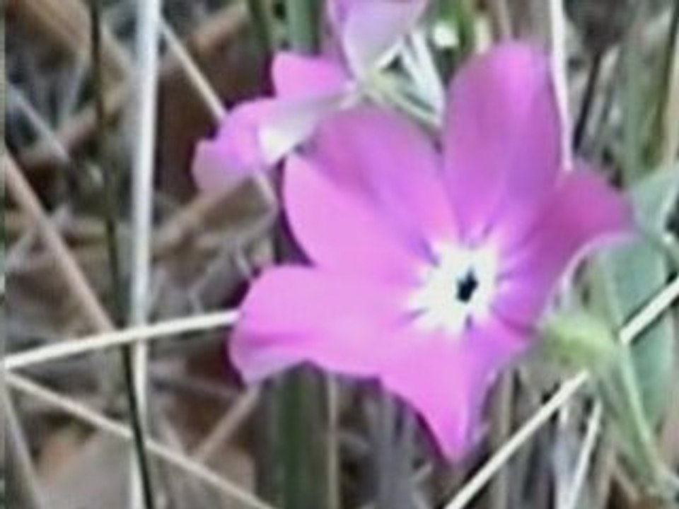 Aerosol Crimes aka Chemtrials #6