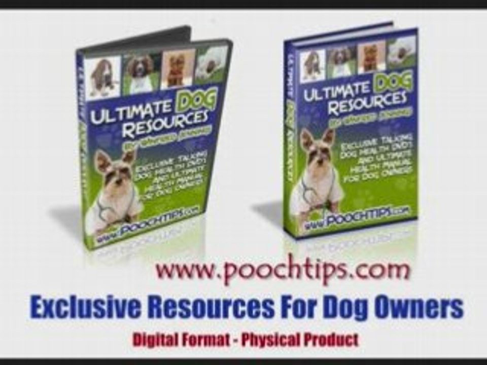 what to do when dog behaviour problems arise