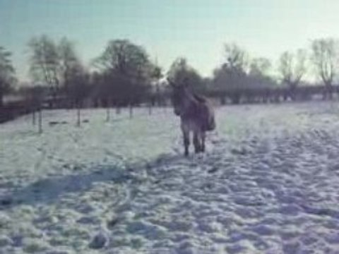 Martin en liberté 1