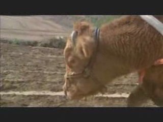 Old Partner Korean Documentary, Special 4 Grandfather