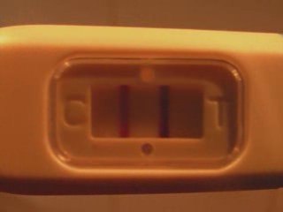 LE 2ème petit TAZ le 12 janvier 2009 (01)