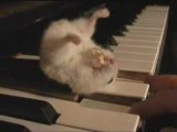 THE LEGEND of Hamster on a piano and pop corn