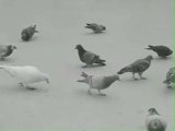 La République Française des Pigeons