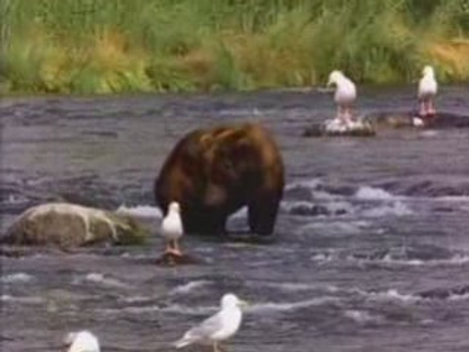 Película del Oso