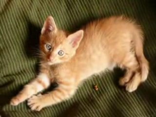 Bali on olive green cushion