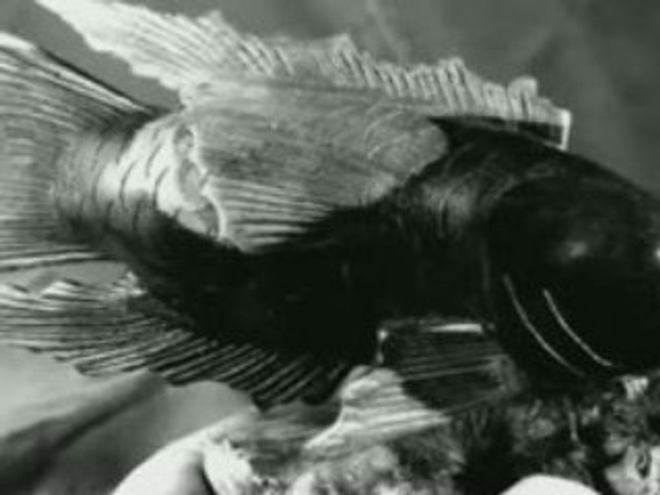 One Eyed Crew - Blind of One Eye Jack (애꾸눈 잭)