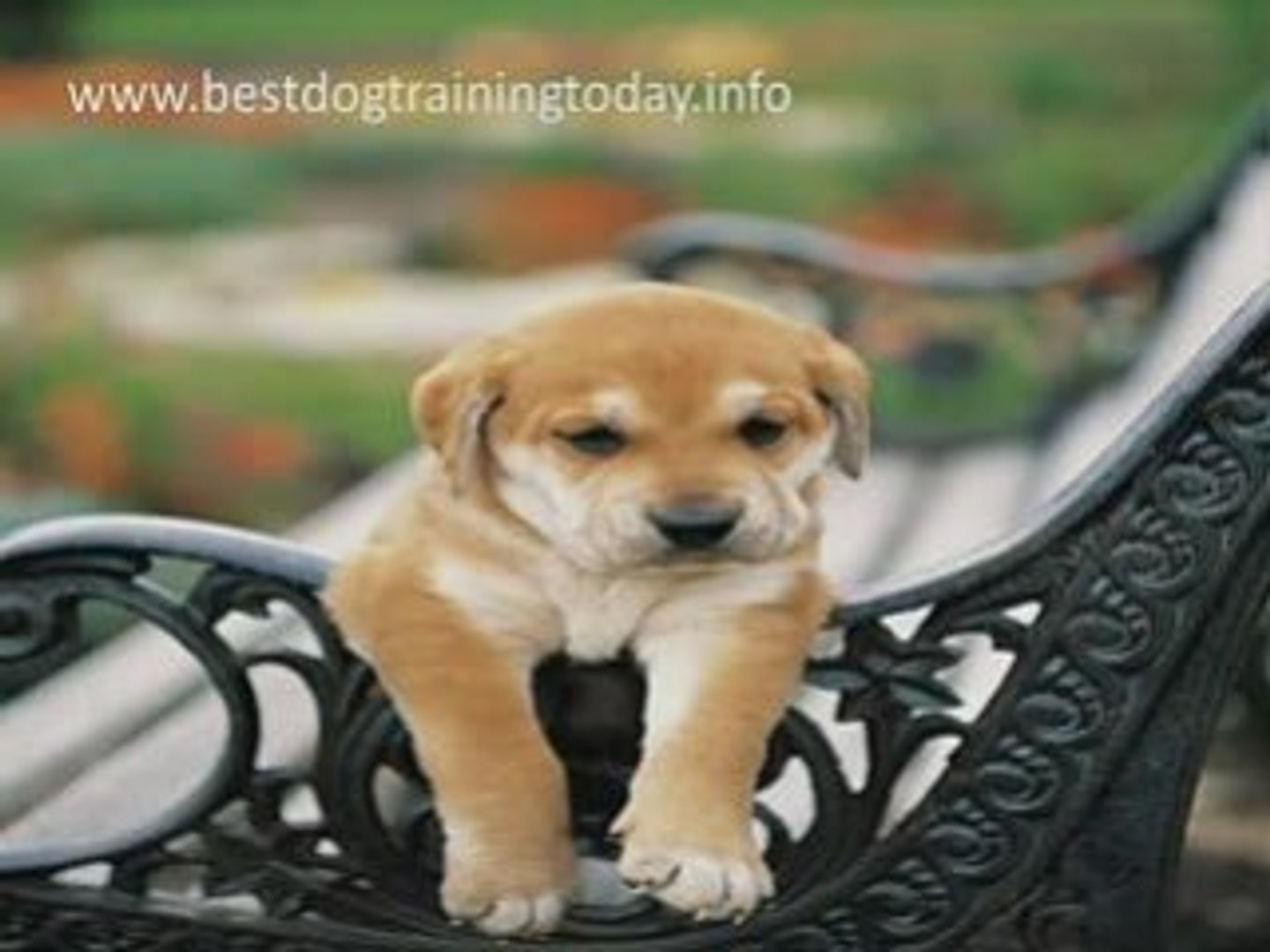 ⁣Best Dog Training Secrets