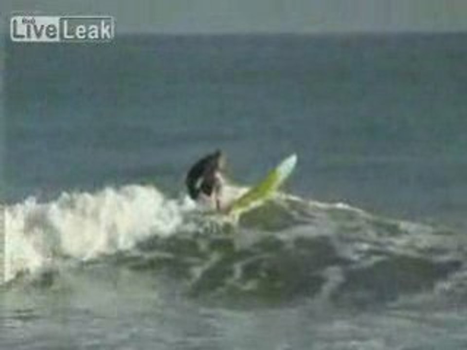 Shark Spins