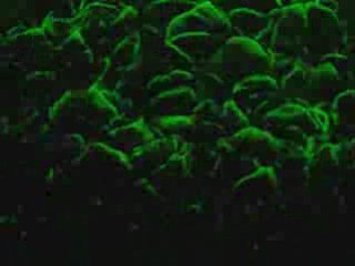 DJ Tiina-IRISH NIGHT