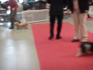 Havanais 4 Paris Dog Show 110109