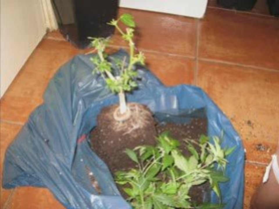 ROOTS STRIMMING