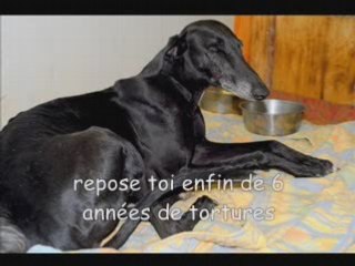 Chiens martyrs ! Faisons plus que regarder ! Agissons !