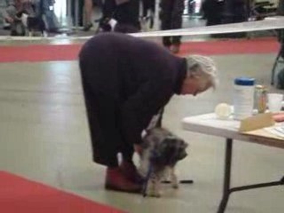 Petits Chiens Lion 2 Paris Dog Show 110109