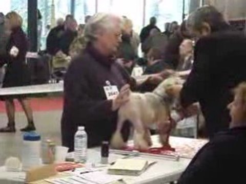 Petits Chiens Lion 3 Paris Dog Show 110109