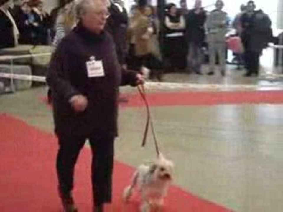 Petits Chiens Lion 4 Paris Dog Show 110109