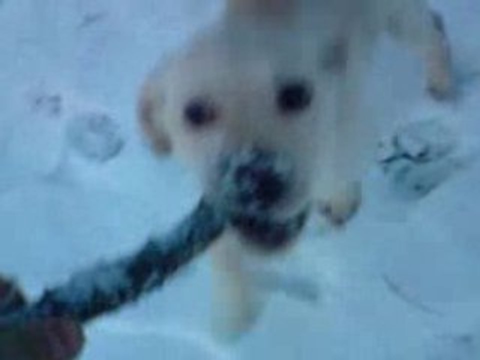 Prince - Première neige à deux mois et demi