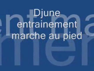 apprentissage marche au pied le début du travail
