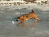 Kapy qui attrape les boules de neige sur la glace