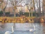 Ambiance hivernale au Parc des Capucins de Coulommiers