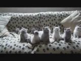 Des chatons bougent leur tête en rythme