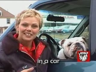 Cat&Jack Clip 3 - Never Approach A Dog Thats Alone