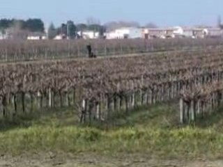 Field Trial Bess Aigues Mortes  09